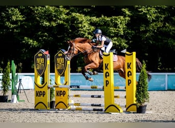 Más caballos centroeuropeos, Yegua, 10 años, 167 cm, Alazán