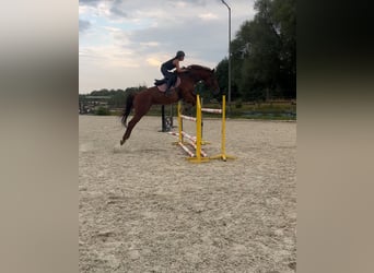 Más caballos centroeuropeos, Yegua, 10 años, 167 cm, Alazán