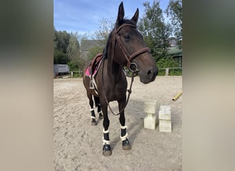 Más caballos centroeuropeos Mestizo, Yegua, 10 años, 168 cm, Castaño oscuro