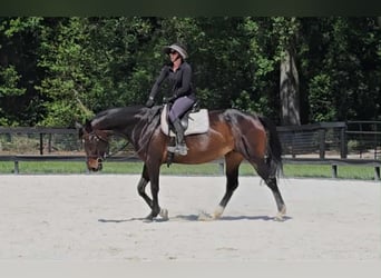 Más caballos centroeuropeos, Yegua, 10 años, 168 cm, Castaño rojizo