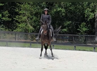 Más caballos centroeuropeos, Yegua, 10 años, 168 cm, Castaño rojizo