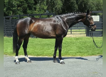 Más caballos centroeuropeos, Yegua, 10 años, 168 cm, Castaño rojizo