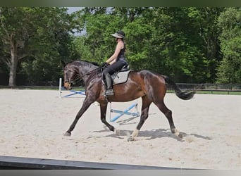 Más caballos centroeuropeos, Yegua, 10 años, 168 cm, Castaño rojizo