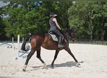 Más caballos centroeuropeos, Yegua, 10 años, 168 cm, Castaño rojizo