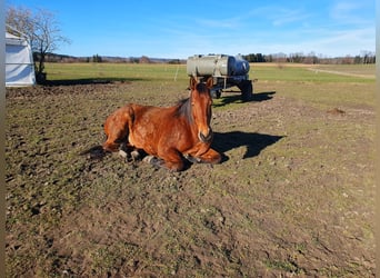 Más caballos centroeuropeos Mestizo, Yegua, 10 años, 170 cm, Castaño