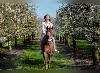 Más caballos centroeuropeos Mestizo, Yegua, 11 años, 144 cm, Alazán