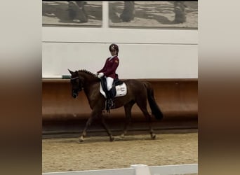 Más caballos centroeuropeos, Yegua, 11 años, 146 cm, Alazán-tostado