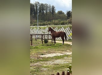 Más caballos centroeuropeos, Yegua, 11 años, 155 cm, Castaño oscuro