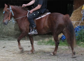 Más caballos centroeuropeos, Yegua, 11 años, 156 cm, Alazán-tostado