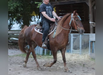 Más caballos centroeuropeos, Yegua, 11 años, 156 cm, Alazán-tostado