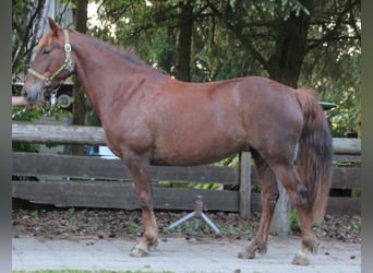 Más caballos centroeuropeos, Yegua, 11 años, 156 cm, Alazán-tostado