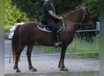 Más caballos centroeuropeos, Yegua, 11 años, 156 cm, Alazán-tostado