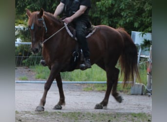 Más caballos centroeuropeos, Yegua, 11 años, 156 cm, Alazán-tostado