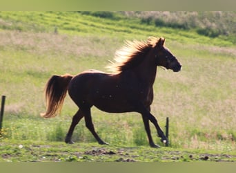 Más caballos centroeuropeos, Yegua, 11 años, 156 cm, Alazán-tostado