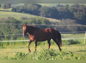 Más caballos centroeuropeos, Yegua, 11 años, 156 cm, Alazán-tostado