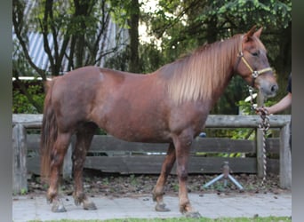 Más caballos centroeuropeos, Yegua, 11 años, 156 cm, Alazán-tostado