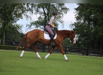 Más caballos centroeuropeos, Yegua, 11 años, 157 cm, Alazán-tostado