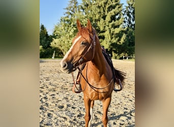 Más caballos centroeuropeos Mestizo, Yegua, 11 años, 160 cm, Alazán