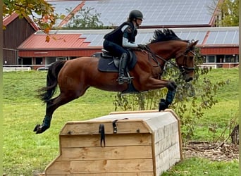Más caballos centroeuropeos, Yegua, 11 años, 163 cm, Castaño