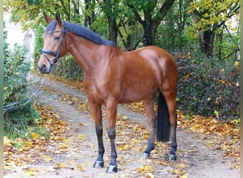 Más caballos centroeuropeos, Yegua, 11 años, 163 cm, Castaño