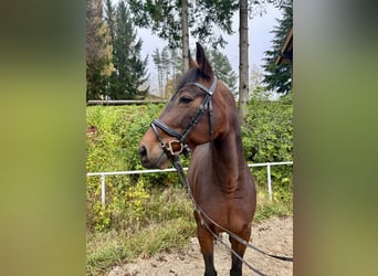 Más caballos centroeuropeos, Yegua, 11 años, 163 cm, Castaño oscuro