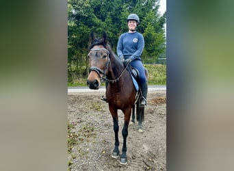 Más caballos centroeuropeos, Yegua, 11 años, 163 cm, Castaño oscuro