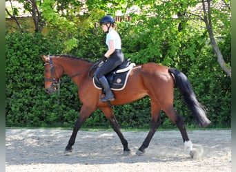 Más caballos centroeuropeos, Yegua, 11 años, 167 cm, Castaño