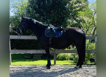 Más caballos centroeuropeos, Yegua, 11 años, 167 cm, Negro