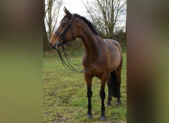 Más caballos centroeuropeos, Yegua, 11 años, 172 cm, Castaño