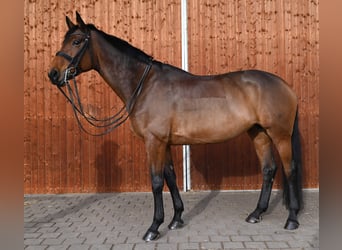 Más caballos centroeuropeos, Yegua, 11 años, 172 cm, Castaño