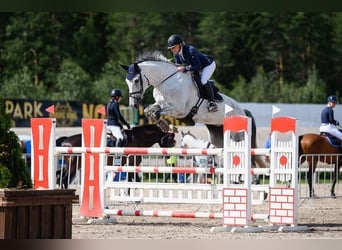 Más caballos centroeuropeos, Yegua, 11 años, 175 cm, Tordo