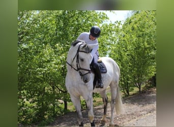Más caballos centroeuropeos, Yegua, 11 años, 180 cm, Tordo