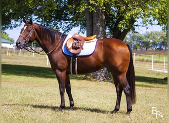 Más caballos centroeuropeos, Yegua, 12 años, 152 cm, Castaño rojizo