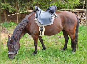 Más caballos centroeuropeos Mestizo, Yegua, 12 años, 155 cm, Morcillo