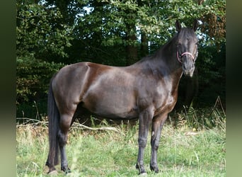 Más caballos centroeuropeos Mestizo, Yegua, 12 años, 155 cm, Morcillo