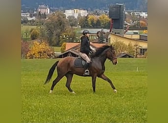 Más caballos centroeuropeos, Yegua, 12 años, 157 cm, Castaño