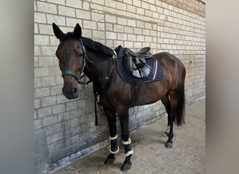 Más caballos centroeuropeos, Yegua, 12 años, 160 cm, Castaño oscuro