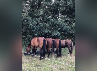 Más caballos centroeuropeos, Yegua, 12 años, 165 cm, Castaño oscuro