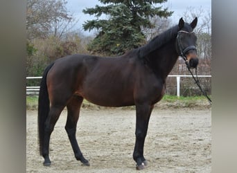 Más caballos centroeuropeos, Yegua, 12 años, 168 cm, Castaño