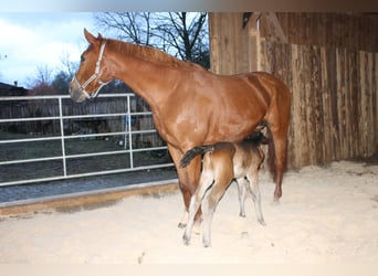 Más caballos centroeuropeos, Yegua, 12 años, 169 cm, Alazán