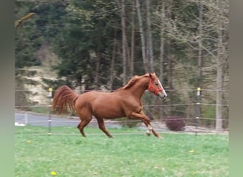 Más caballos centroeuropeos, Yegua, 12 años, 169 cm, Alazán