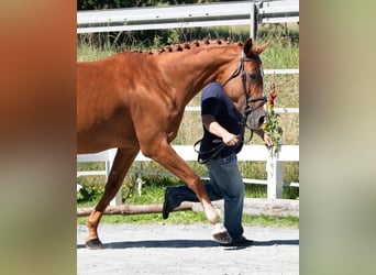 Más caballos centroeuropeos, Yegua, 12 años, 169 cm, Alazán