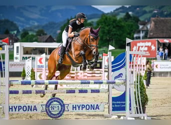 Más caballos centroeuropeos, Yegua, 12 años, 173 cm, Castaño