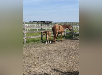 Más caballos centroeuropeos, Yegua, 12 años, Alazán