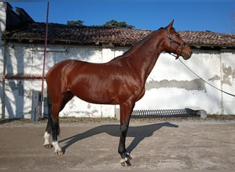 Más caballos centroeuropeos, Yegua, 12 años, Castaño