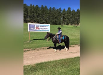 Más caballos centroeuropeos, Yegua, 12 años, Negro