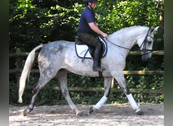 Más caballos centroeuropeos, Yegua, 12 años, Tordo rodado