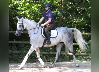 Más caballos centroeuropeos, Yegua, 12 años, Tordo rodado