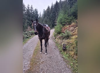 Más caballos centroeuropeos Mestizo, Yegua, 13 años, 154 cm, Castaño