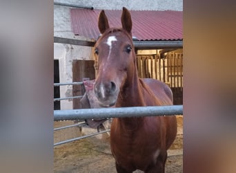 Más caballos centroeuropeos, Yegua, 13 años, 155 cm, Alazán